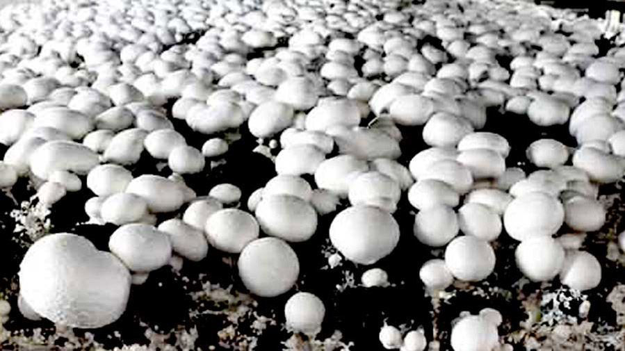 Training camp on mushroom cultivation to be organized from January 16 to January 22